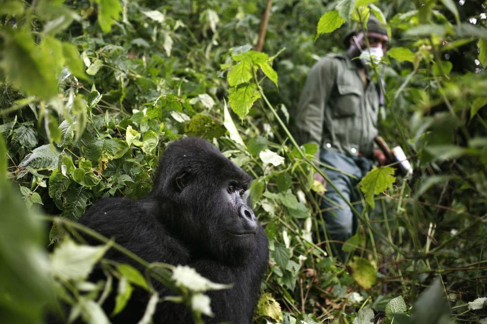 Africa's mountain gorillas also at risk from coronavirus - clickorlando.com - Congo - Rwanda - city Kampala