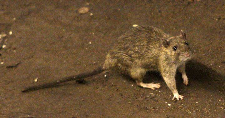 One hantavirus death in China sparks ‘hysteria’ over old disease - globalnews.ca - China - Britain - province Shandong - province Yunnan