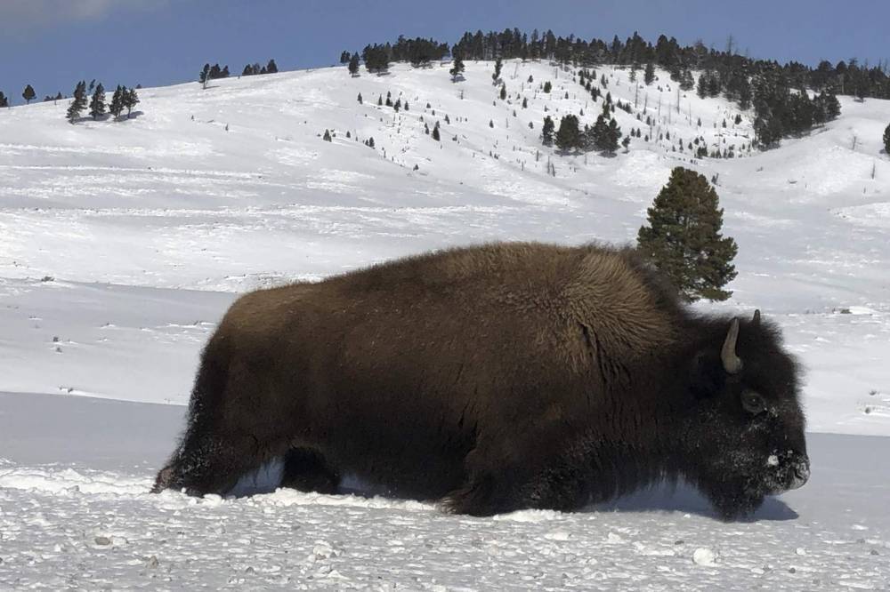 Yellowstone slaughters wild bison to shrink park's herds - clickorlando.com - Usa - county Park - state Montana - Billings, state Montana - county Yellowstone