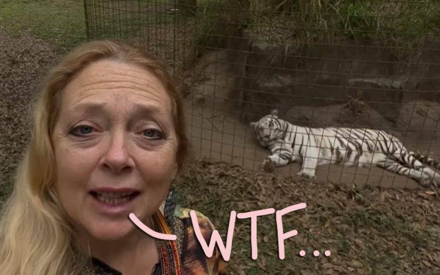 Joel Machale - Tiger King‘s Carole Baskin Is ‘Wary Of Leaving The House’ After Receiving So Many Death Threats - perezhilton.com - county Bay - city Tampa, county Bay