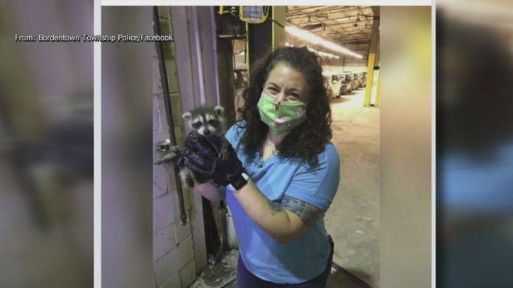 Jennifer Joyce - Bordentown animal control officer rescues injured baby raccoons - fox29.com - county Florence - Columbus - city Bordentown