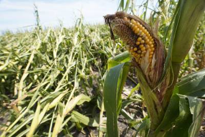 Report: Iowa’s derecho crop losses increase by more than 50% - clickorlando.com - state Iowa - Des Moines, state Iowa