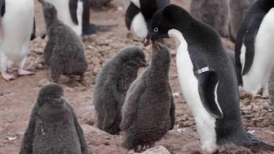 Watch speedy drones count Antarctic penguin colonies in record time - sciencemag.org - Antarctica