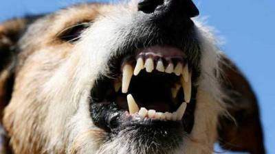 Wild dogs fatally maul Florida man - clickorlando.com - state Florida - city Tallahassee - state Alabama - county Jackson