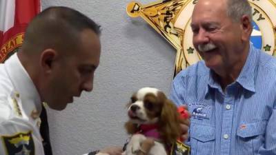 Deputy Dog: Puppy pulled from mouth of alligator gets new job - clickorlando.com - state Florida - county Lee