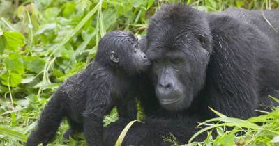 Coronavirus - Fears gorillas will be wiped out by coronavirus over links to human DNA - dailystar.co.uk - Uganda
