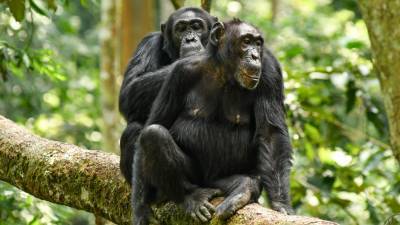 Even as young adults, male chimps are ‘mama’s boys’ - sciencemag.org - county Park - Uganda