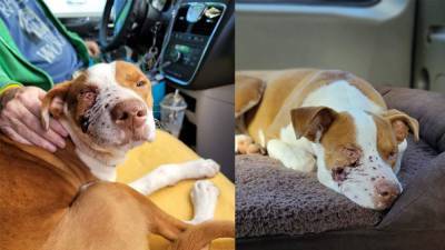 Young pup shot in face with shotgun near Tallahassee recovering at SPCA Brevard - clickorlando.com - state Florida - city Tallahassee - county Brevard - county Jefferson