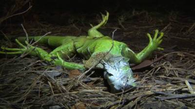 Christmas Day - Falling iguanas in store for Florida as temps drop below 40 - clickorlando.com - state Florida - county Day - county Miami