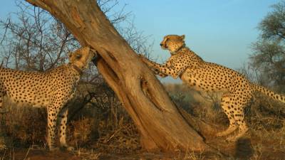 Male cheetahs leave messages at ‘cat bars.’ Knowing these locales could help save the species - sciencemag.org - state Virginia - city Bristol