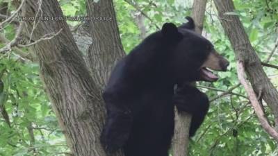 Bear spotted roaming in Winslow Township - fox29.com - Washington - state New Jersey - county Monroe