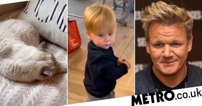 Gordon Ramsay - Gordon Ramsay worries cat is dead while running ragged after baby boy Oscar - metro.co.uk