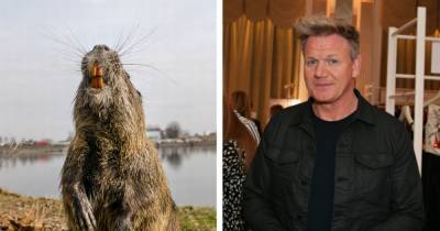 Gordon Ramsay - Gordon Ramsay shocks fans by killing and eating a swamp rat which he says is ‘delicious’ - ok.co.uk - Usa - state Louisiana