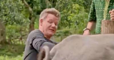 Gordon Ramsay - Gordon Ramsay gags as he gets pooed on while milking a cow for television show - dailystar.co.uk - Indonesia
