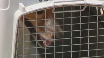 Non-profit rescues 100 dogs from overcrowded shelters in Louisiana to be put up for adoption - fox29.com - state Pennsylvania - state Delaware - county Chester - county New Castle - state Louisiana - city Downingtown