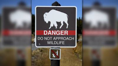 Robert Alexander - Woman, 72, gored by bison at Yellowstone National Park after getting close to take photos - fox29.com - state California - county Park - county Yellowstone - state Idaho