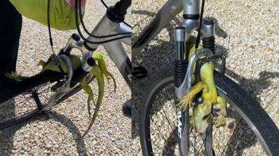 Florida bicyclist injured in crash with iguana - clickorlando.com - state Florida - county Monroe
