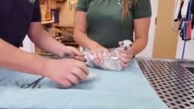 Animal rescue organization warns of PPE risks to wildlife after gull found tangled in face mask - fox29.com - city Chelmsford