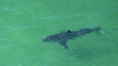 Ocean City - 10-foot great white shark pings off coast of Atlantic City, New Jersey - fox29.com - state Florida - Jersey