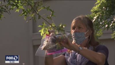 Need a mask? In one California town, they appear to be growing on trees - fox29.com - state California - county Marin