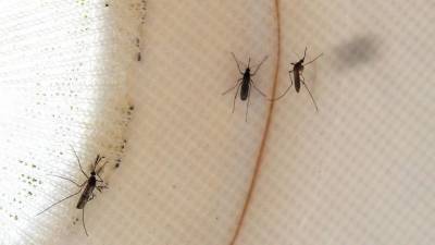 Justin Sullivan - Study: Climate change contributes to the spread of certain diseases through mosquitoes - fox29.com - Usa - state California - county Hill