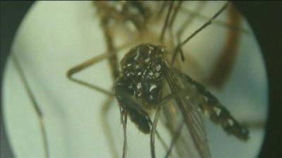 Health officials: 4 new Dengue fever cases in Florida Keys - clickorlando.com - state Florida - county Monroe