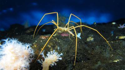 Creepy sea spiders have evolved to be tough - sciencemag.org - Antarctica