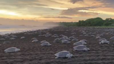 Hundreds of sea turtles cross beach for mass nesting in Costa Rica - fox29.com - Usa - Costa Rica - county St. Louis - Mexico