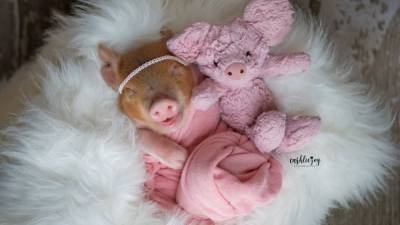 Newborn piglet melts hearts with adorable photo shoot - fox29.com - county White - city Hamilton - state Oklahoma