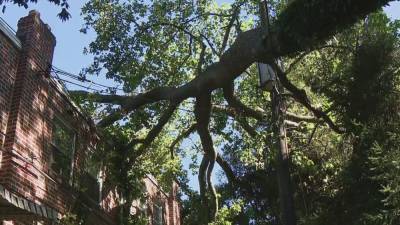 Upper Darby - Upper Darby residents concerned with tree laying on house and dangerously close to power lines - fox29.com