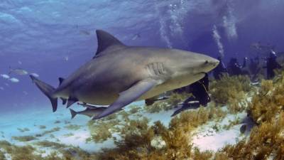Pregnant woman pulls husband to safety as shark attacks him off Florida Keys - clickorlando.com - state Florida - county Monroe - county Marathon