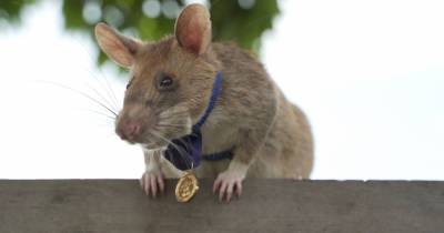Coronavirus - Rats may be trained to sniff out coronavirus as scientists fight deadly disease - dailystar.co.uk - Tanzania
