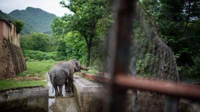 'World's loneliest elephant' living in abysmal conditions gets new chance at better life - fox29.com - Cambodia - Pakistan - city Islamabad