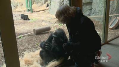 Gil Tucker - COVID-19 cases among San Diego gorillas has Calgary Zoo watching animals ‘like a hawk’ - globalnews.ca - Canada - county San Diego
