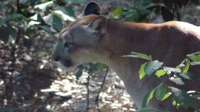Florida panther struck and killed by vehicle - clickorlando.com - state Florida - Mexico - Turkey - county Lee - county Gulf