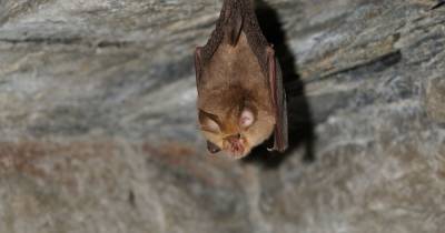 Bats in Cambodia found carrying virus 'nearly identical' to Covid - dailystar.co.uk - Thailand - Cambodia - Laos - Burma