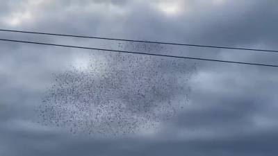 Murmuration of starlings mesmerize crowds in small Marin County strip mall - fox29.com - county Marin