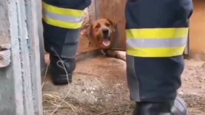 Dog rescued by firefighters after getting head stuck in iron door - fox29.com - Britain - state California - Hungary