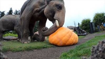 Elephants smash giant pumpkins in Oregon Zoo’s 'Squishing of the Squash' - fox29.com - state Oregon - city Portland, state Oregon