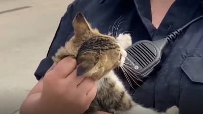 VIDEO: Fort Worth police rescue kitten alongside Texas interstate - fox29.com - state Texas - county Worth - city Fort Worth, state Texas