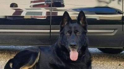 Ohio officers hold funeral procession for police dog after sudden death - fox29.com - state Ohio