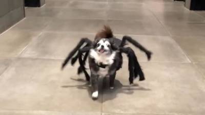 Dog scurries through animal shelter in spider Halloween costume - fox29.com - state Nebraska - city Omaha, state Nebraska