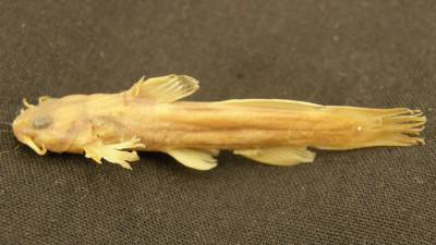 Rare fish, last spotted in Ohio creek in 1957, declared extinct - fox29.com - state Ohio