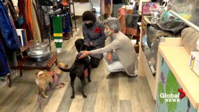 Gil Tucker - Calgary thrift shop takes ‘tremendous’ steps to support military vets and their pets - globalnews.ca
