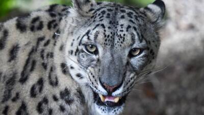 3 snow leopards die from COVID-19 complications at Nebraska zoo - fox29.com - city Louisville - state Nebraska