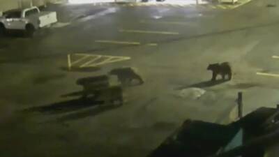 VIDEO: Momma bear, cubs visit Wyoming police station - fox29.com - Usa - France - Los Angeles - state Wyoming