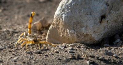 Egypt storms unleash scorpions, leave 3 dead and dozens hospitalized: report - globalnews.ca - Canada - Egypt