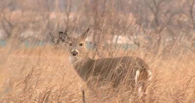 U.S. deer are catching COVID-19. What that means for our fight against the virus - globalnews.ca - county Canadian - state Iowa
