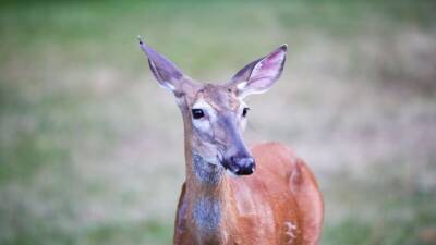 COVID-19 infected deer could act as ‘reservoirs’ for virus, study suggests - fox29.com - state Pennsylvania - county Park - state Iowa - state Nebraska