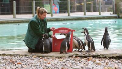 Penguins at London Zoo post letters to Santa - fox29.com - city Santa